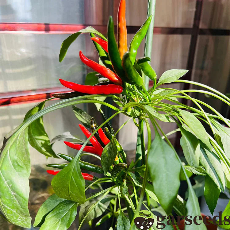 Graines de piment Bio